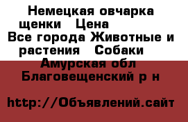 Немецкая овчарка щенки › Цена ­ 20 000 - Все города Животные и растения » Собаки   . Амурская обл.,Благовещенский р-н